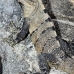 iguana_spinytailed-_im_v_0179_mex0409.jpg